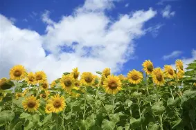 开云体育在线-夏莱主场大捷，多点得益攻城略地
